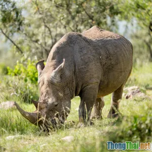 Săn bắt trái phép động vật hoang dã Các con số gây sốc