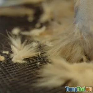 Bí quyết chăm sóc lông thú cưng không bị rụng nhiều