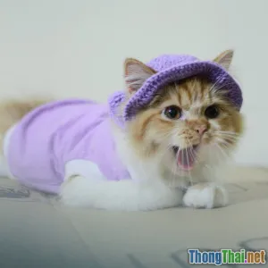 Bí quyết chọn áo vừa xinh vừa an toàn cho thú cưng