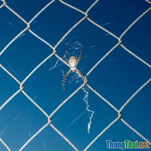 Burp Suite bắt gói HTTP không ai biết chỉ trong 5 phút