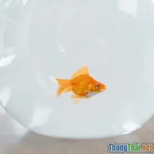 Cá cảnh nano có thật sự là cuộc cách mạng không gian nhỏ hẹp