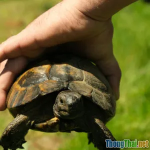 Cách bảo tồn động vật hoang dã hiệu quả