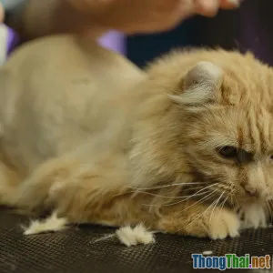 Kinh nghiệm nuôi mèo Ba Tư ít rụng lông