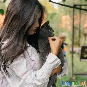 Cách chăm sóc mèo Ba Tư mùa hè tránh sốc nhiệt cực hiệu quả