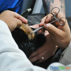 Cách chăm sóc thú cưng để tránh bệnh tật