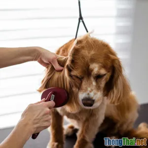 Cách chọn giống chó cưng cho người mới nuôi