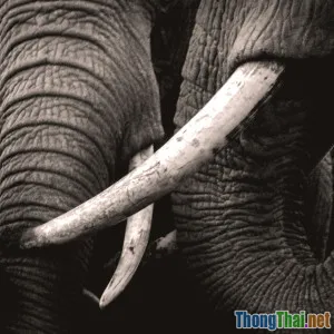 Cách nhận diện sản phẩm từ động vật nguy cấp ngoài đời