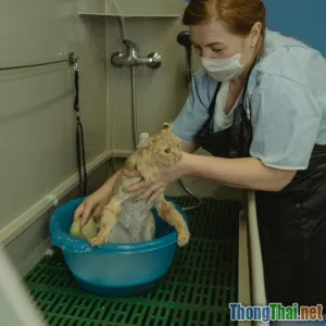 Cách tắm khô cho mèo sợ nước không stress và sạch bất ngờ