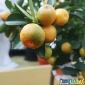 Cẩm nang chọn mua robot phục vụ vườn cây ăn trái cho hộ gia đình