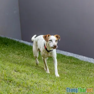 Chạy bộ với chó sai cách dễ gây nguy hiểm