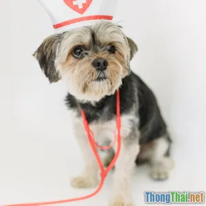 Chi tiết trải nghiệm thực tế khi dùng vòng cổ thông minh cho chó thông minh