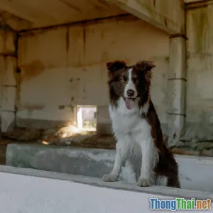 Chó Border Collie thông minh đến mức nào Sự thật khiến bạn bất ngờ