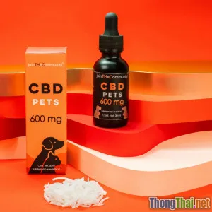 Chó mèo ăn cơm có nguy hiểm không Lời khuyên từ chuyên gia thú y