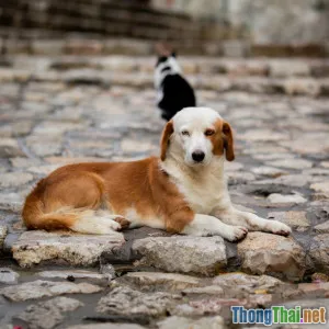 Chó Pug lắm trò yêu mấy cũng phải chú ý điểm yếu sức khoẻ này