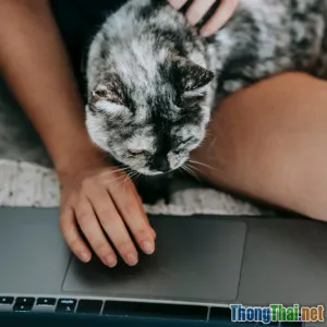 Chọn mèo cưng cho người bận rộn: Những điều cần biết để không hối hận