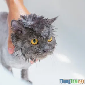 Chuyên gia chỉ cách tự tắm cho mèo lông dài mà không làm mèo sợ