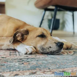 Có nên lắp camera quan sát thú cưng khi vắng nhà Cảnh báo điểm cộng và trừ