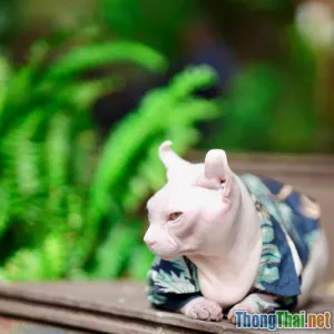 Có Nên May Áo Tay Dài Cho Mèo Mùa Hè