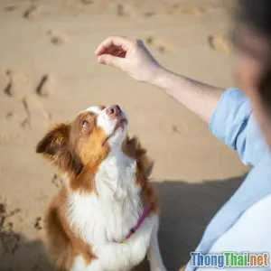 Công nghệ đang làm thay đổi cách chúng ta huấn luyện thú cưng như thế nào