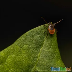 Danh sách các bệnh lây từ động vật sang người