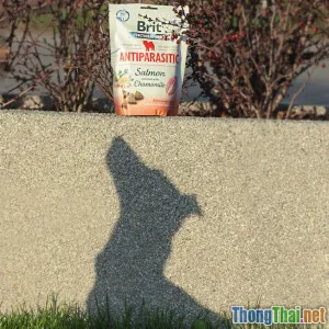 Điểm qua các loại thuốc trị ghẻ ở chó phổ biến và hiệu quả nhất