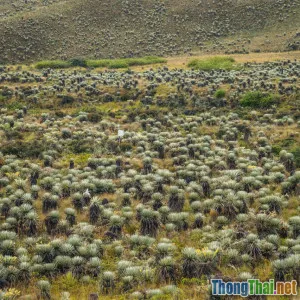 Động vật hoang dã có thực sự phá hoại mùa màng? Góc nhìn đa chiều