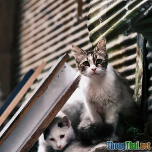 Động vật hoang dã và cuộc chiến sinh tồn giữa đô thị hóa hiện đại