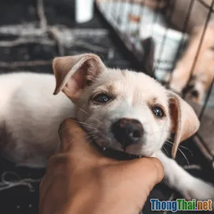 Gắn kết tình cảm với thú cưng sau khi nhận nuôi mới hiệu quả ra sao