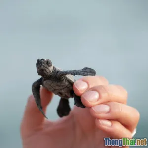 Giải đáp thắc mắc nên thả động vật hoang dã về đâu