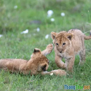Giải mã bí mật của Khu bảo tồn thiên nhiên Cát Tiên có gì để cứu động vật nguy cấp