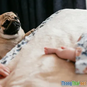 Giải mã hiểu nhầm Thật sự chó Pug có nguy hiểm cho trẻ nhỏ không