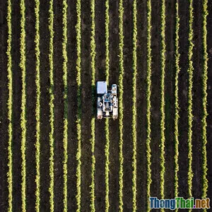 Giải mã IoT nông nghiệp: Máy bay drone hay cảm biến nào quản lý ruộng tốt hơn