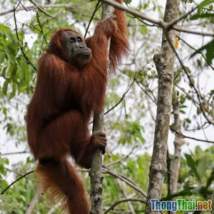 Giải mã những hiểu lầm phổ biến về quỹ bảo vệ động vật nguy cấp