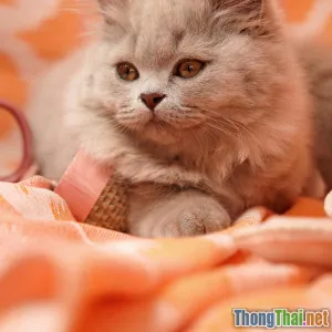 Giải mã quan niệm lông mèo gây dị ứng ở trẻ