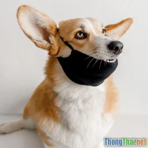 Hướng dẫn an toàn cho thú cưng trong nhà