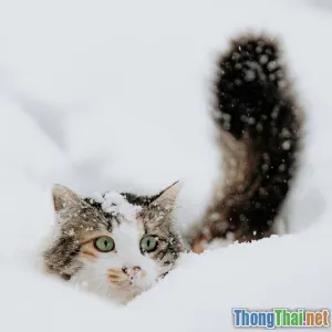 Hướng dẫn chăm sóc mèo trong mùa lạnh