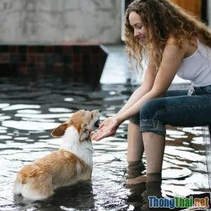 Hướng dẫn dạy thú cưng bơi an toàn tại nhà