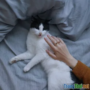 Hướng dẫn nhận biết stress ở mèo và cách chăm sóc đúng khoa học