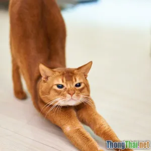 Hướng dẫn tạo lịch vận động lý tưởng cho mèo nhà bạn