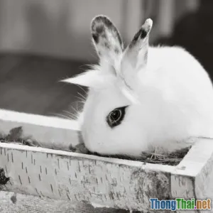 Hướng dẫn tự lắp đặt hệ thống cho ăn tự động cho thú cưng tại nhà