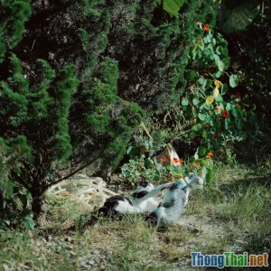 Hướng dẫn xây dựng 'ngôi nhà an toàn' cho động vật hoang dã tại vườn nhà