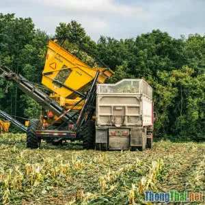 IoT trong nông nghiệp giúp nông dân Việt tăng năng suất ra sao