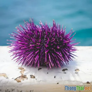 Khám phá cung đường biển Lý Sơn những đặc sản không thể bỏ lỡ