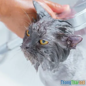 Không ngờ tắm cho mèo lại dễ thế này