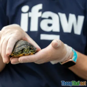 Kinh nghiệm phục hồi sức khỏe thú cưng sau bệnh