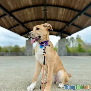 Làm sao để huấn luyện chó con nghe lời bằng ứng dụng công nghệ AI di động