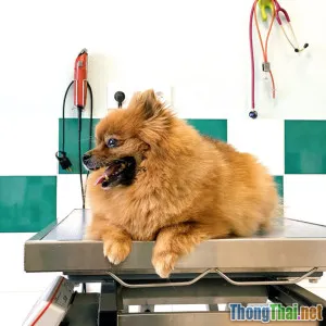 Làm sao giúp lông chó Pomeranian luôn bông mượt như spa
