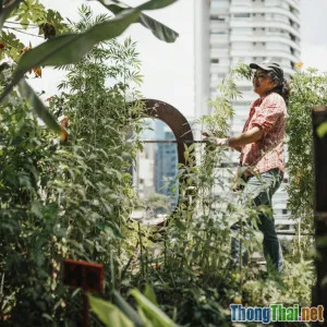 Làm vườn trên sân thượng có thật sự bền vững
