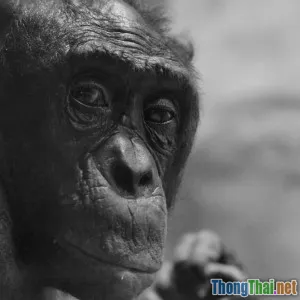 Liệu công nghệ AI có phải giải pháp cứu động vật hoang dã đang nguy cấp