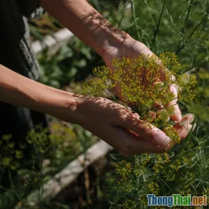 Mẹo chăm sóc cây cảnh trong mùa hè oi ả